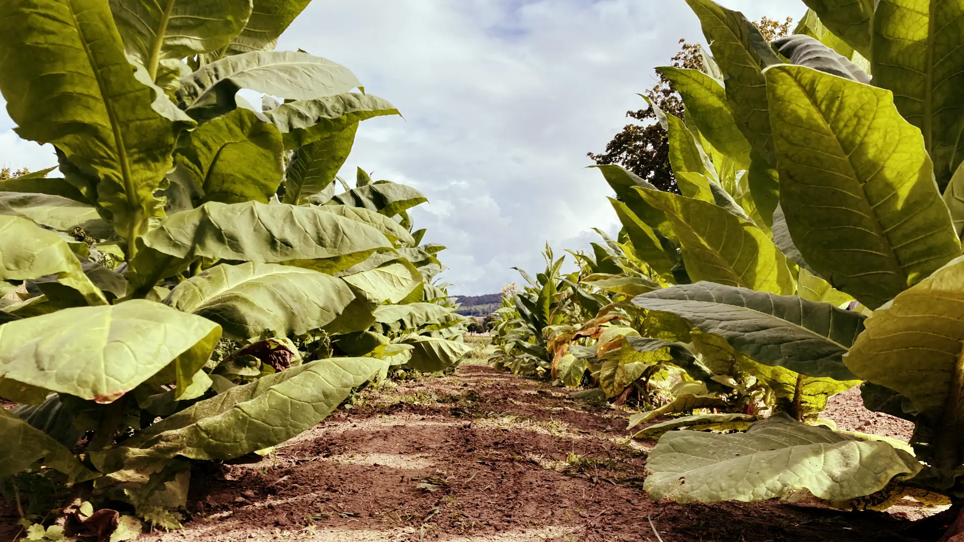 tabak feld